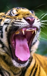 Preview wallpaper tiger, predator, grin, fangs, animal