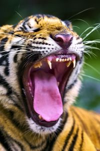 Preview wallpaper tiger, predator, grin, fangs, animal