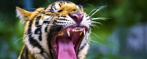 Preview wallpaper tiger, predator, grin, fangs, animal