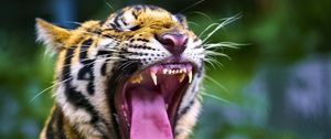 Preview wallpaper tiger, predator, grin, fangs, animal