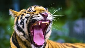 Preview wallpaper tiger, predator, grin, fangs, animal