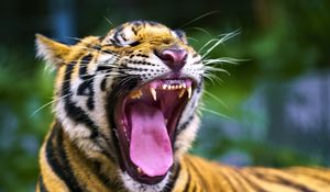 Preview wallpaper tiger, predator, grin, fangs, animal