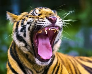 Preview wallpaper tiger, predator, grin, fangs, animal