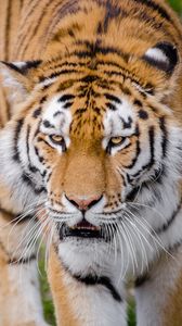 Preview wallpaper tiger, predator, grin, sight, big cat