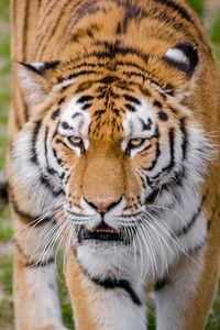 Preview wallpaper tiger, predator, grin, sight, big cat