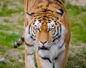 Preview wallpaper tiger, predator, grin, sight, big cat