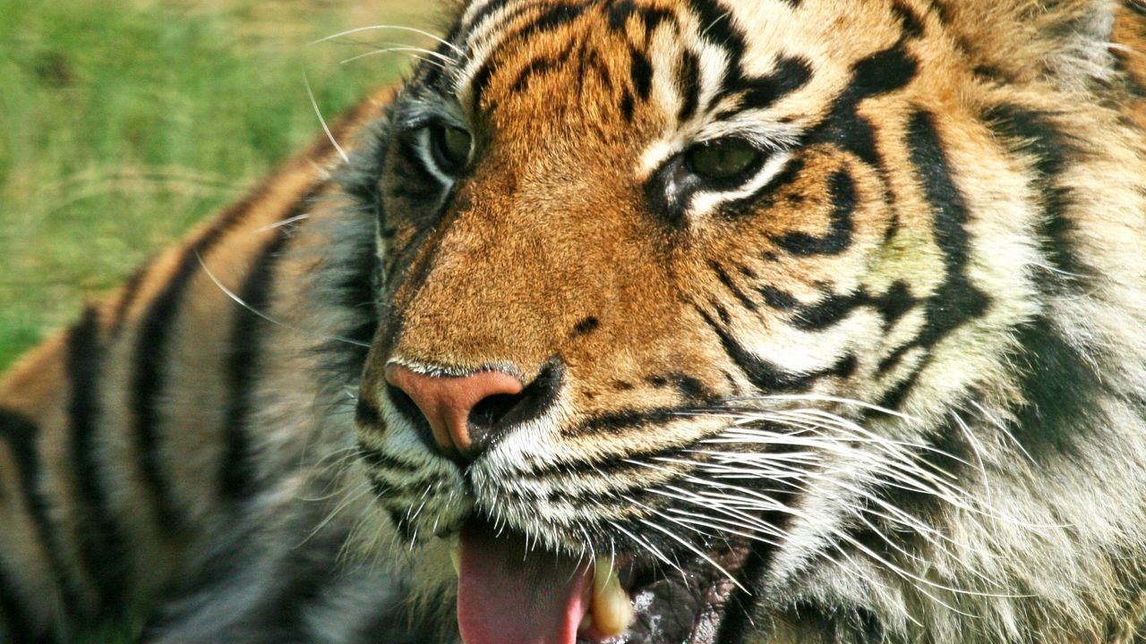 Wallpaper tiger, predator, jaws, teeth