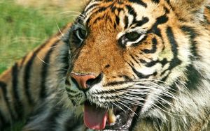 Preview wallpaper tiger, predator, jaws, teeth