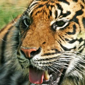 Preview wallpaper tiger, predator, jaws, teeth