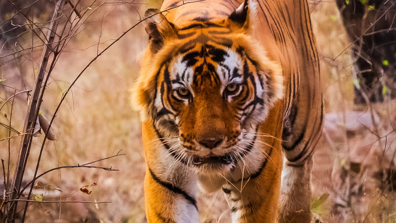 Wallpaper tiger, predator, jump, grin, wild nature