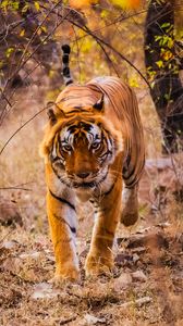 Preview wallpaper tiger, predator, jump, grin, wild nature