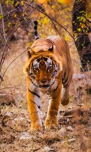 Preview wallpaper tiger, predator, jump, grin, wild nature