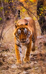 Preview wallpaper tiger, predator, jump, grin, wild nature
