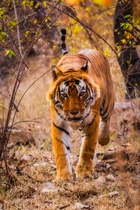 Preview wallpaper tiger, predator, jump, grin, wild nature