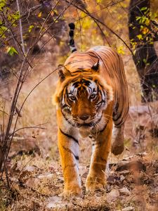 Preview wallpaper tiger, predator, jump, grin, wild nature