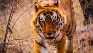 Preview wallpaper tiger, predator, jump, grin, wild nature