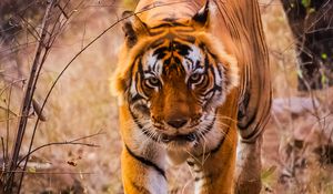 Preview wallpaper tiger, predator, jump, grin, wild nature