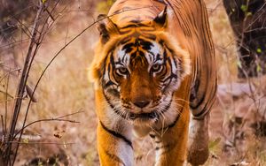 Preview wallpaper tiger, predator, jump, grin, wild nature