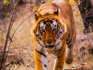 Preview wallpaper tiger, predator, jump, grin, wild nature