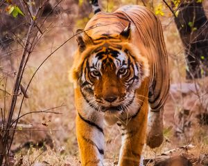 Preview wallpaper tiger, predator, jump, grin, wild nature