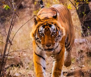 Preview wallpaper tiger, predator, jump, grin, wild nature