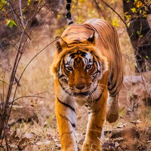 Preview wallpaper tiger, predator, jump, grin, wild nature