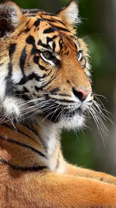 Preview wallpaper tiger, predator, legs, lie, face, big cat