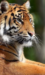 Preview wallpaper tiger, predator, legs, lie, face, big cat