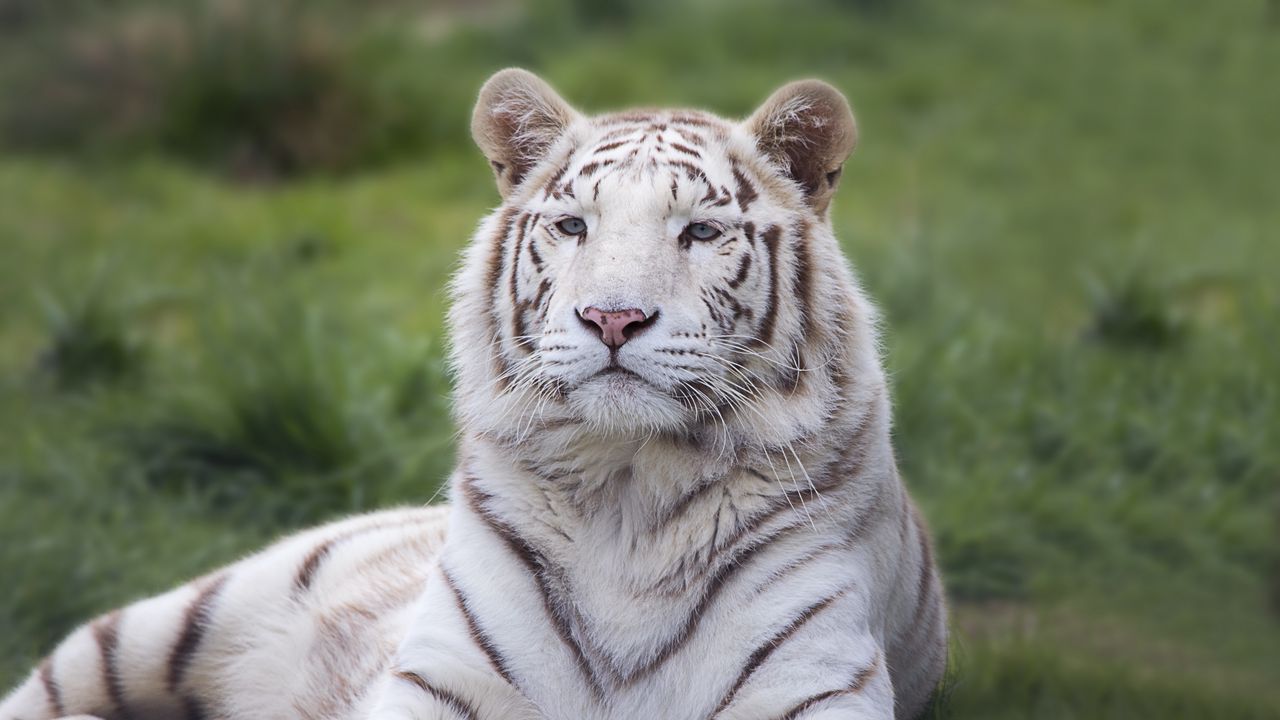 Wallpaper tiger, predator, lies