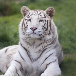 Preview wallpaper tiger, predator, lies