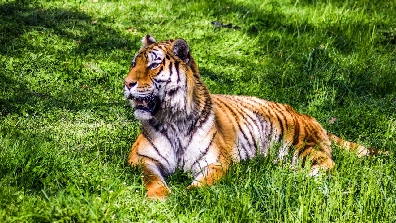 Wallpaper tiger, predator, lies, big cat, grass