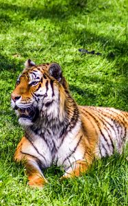 Preview wallpaper tiger, predator, lies, big cat, grass