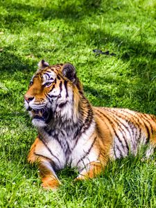 Preview wallpaper tiger, predator, lies, big cat, grass