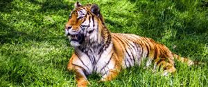 Preview wallpaper tiger, predator, lies, big cat, grass