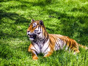 Preview wallpaper tiger, predator, lies, big cat, grass