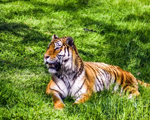 Preview wallpaper tiger, predator, lies, big cat, grass
