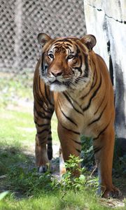 Preview wallpaper tiger, predator, look, big cat, grass