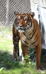 Preview wallpaper tiger, predator, look, big cat, grass