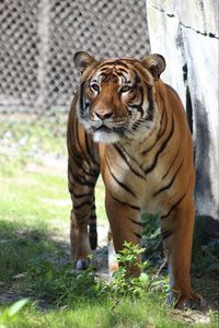 Preview wallpaper tiger, predator, look, big cat, grass