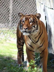Preview wallpaper tiger, predator, look, big cat, grass