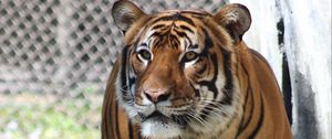 Preview wallpaper tiger, predator, look, big cat, grass