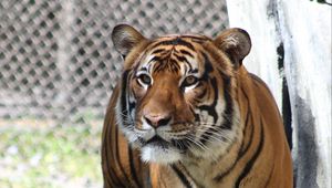 Preview wallpaper tiger, predator, look, big cat, grass