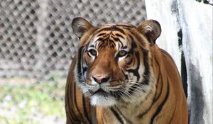 Preview wallpaper tiger, predator, look, big cat, grass