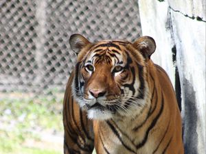 Preview wallpaper tiger, predator, look, big cat, grass