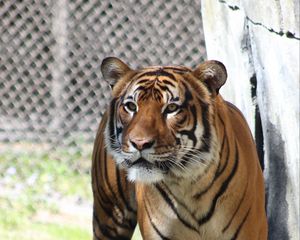 Preview wallpaper tiger, predator, look, big cat, grass