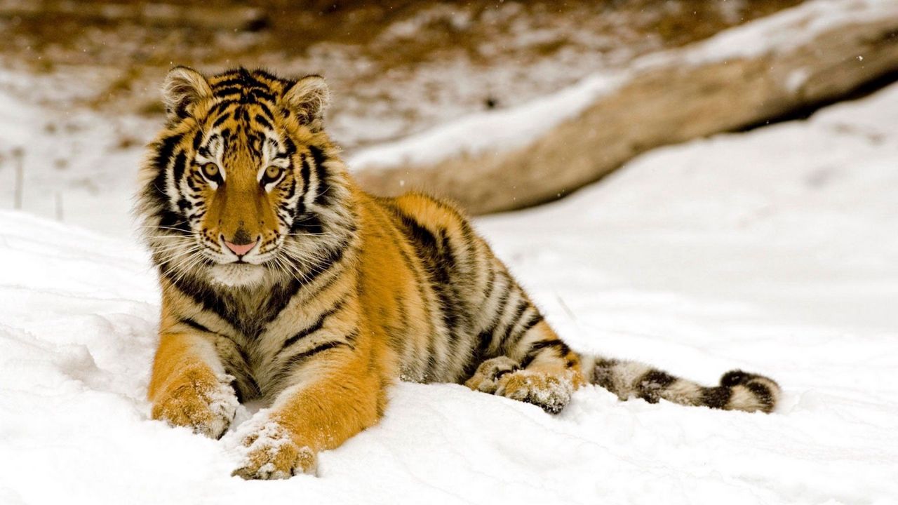 Wallpaper tiger, predator, look, lying, snow
