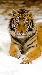 Preview wallpaper tiger, predator, look, lying, snow