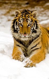 Preview wallpaper tiger, predator, look, lying, snow