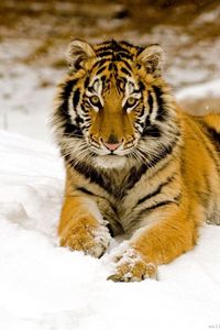 Preview wallpaper tiger, predator, look, lying, snow