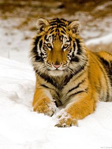 Preview wallpaper tiger, predator, look, lying, snow